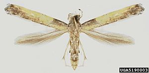 Caloptilia azaleella2.jpg