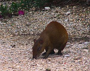 Central American Agouti Grand Cayman