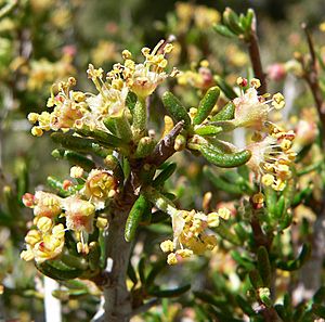 Cercocarpus intricatus 12.jpg