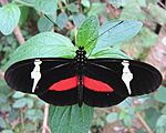 Clysonymus Longwing, dorsal view.jpg