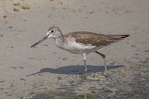 Common greenshank (Tringa nebularia) Bahrain.jpg