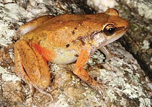 Cophixalus zweifeli male