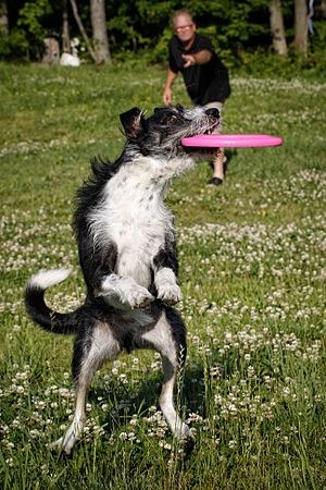 Disc Dog