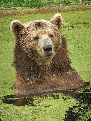 Eurasian Brown Bear