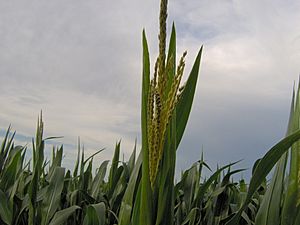 Flor masculina zea mays