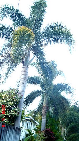 FoxtailPalms0805.jpg