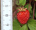 Fragaria iinumae (fruits with scale)