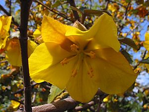 Fremontodendron californicum