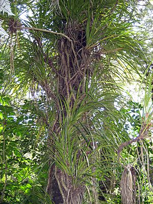 FreycinetiaBanksii3.jpg