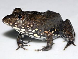 Frog Aubria masako 2.jpg