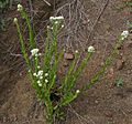 Gnaphalium californicum