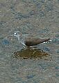 Green sandpiper,Tringa ochropus