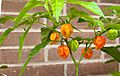 Habanero plant