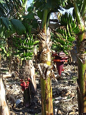 Israel banana trees 3.JPG