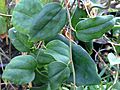 Lapageria rosea foliage