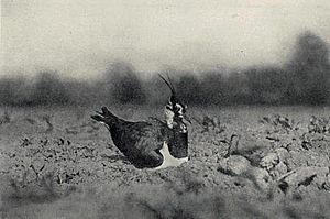 Lapwing incubating its eggs - 1895 - Reginald Badham Lodge