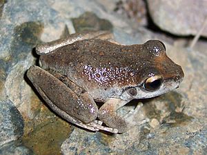 Litoria booroolongensis.jpg