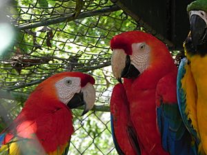 LoeflingZoo CiudadGuayana 04