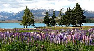 Lupins at lake tekapo