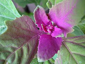 MagentaSpreen Chenopodium giganteum close-up EdibleOffice.jpg