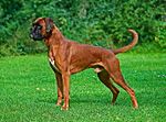 Male fawn Boxer undocked.jpg