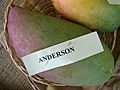 Mango Anderson Asit fs8.jpg