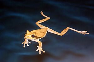 Masked tree frog swimming