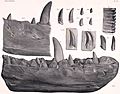 Megalosaurus dentary