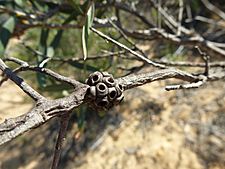 Melaleuca campanae (fruits)