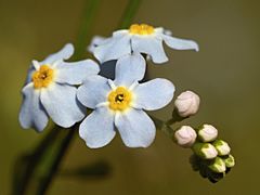 Myosotis scorpioides LC0184