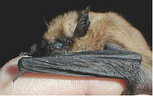 Myotis ciliolabrum.jpg