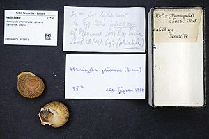 Naturalis Biodiversity Center - RMNH.MOL.303861 - Hemicycla (Hemicycla) plicaria (Lamarck, 1816) - Helicidae - Mollusc shell.jpeg