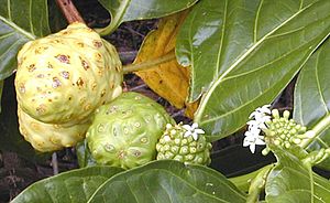 Noni fruit dev