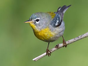 Northern Parula by Dan Pancamo