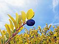 Oleta River State Park - Chrysobalanus icaco - Cocoplum fruit 03