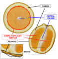 Orange cross section description