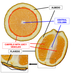 Orange cross section description