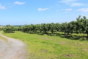 Orchard, Grange Road, County Armagh, July 2013 (02)