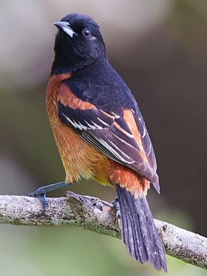 Orchard Oriole by Dan Pancamo 1.jpg