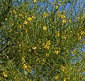 Parkinsonia aculeata 3