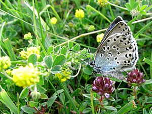 Pengannel - Large Blue (by)