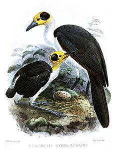 PicathartesKeulemans