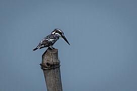 Pied kingfisher 2