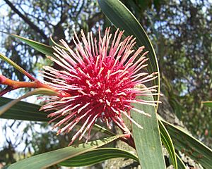 Pincushion hakea03