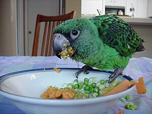 Poicephalus gulielmi -juvenile pet eating vegetables-8a