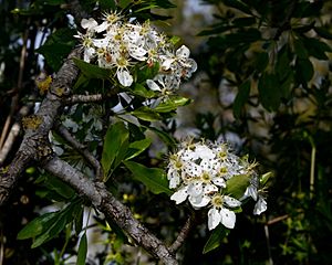 Pyrus syriaca 1.jpg