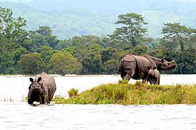 Rhinos in KNP.jpg