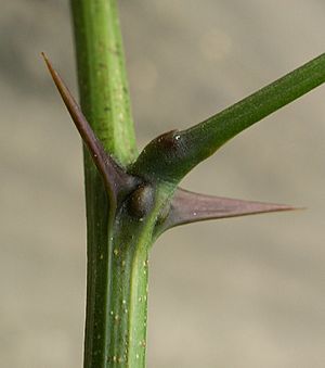 Robinia spines kz