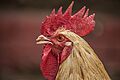 Rooster in Kathmandu, Nepal