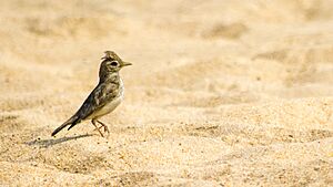 Sand Lark adult.jpg